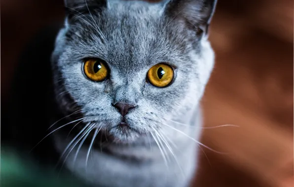 Кошка, взгляд, макро, животное, желтые глаза, породистая, окрас. уши