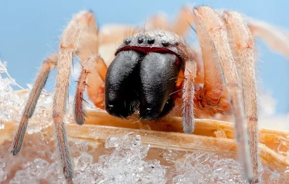Картинка spider, legs, eyes, fang, mandibles