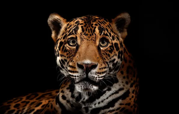 Картинка хищник, ягуар, дикие кошки