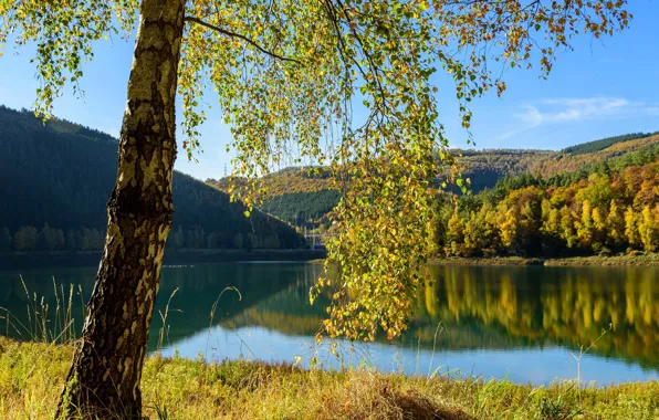 Картинка осень, озеро, дерево, Бельгия