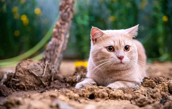 Кошка, кот, взгляд, природа, поза, ветка, рыжий, лежит