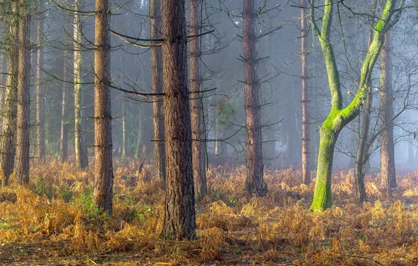 Картинка лес, Англия, England, Coughton