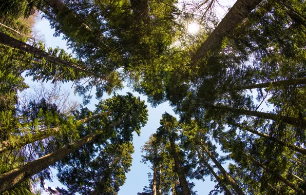 Forest, trees, looking at the sky
