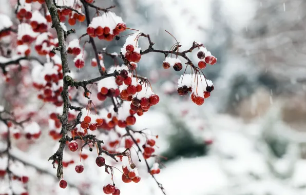 Картинка снег, природа, ягоды