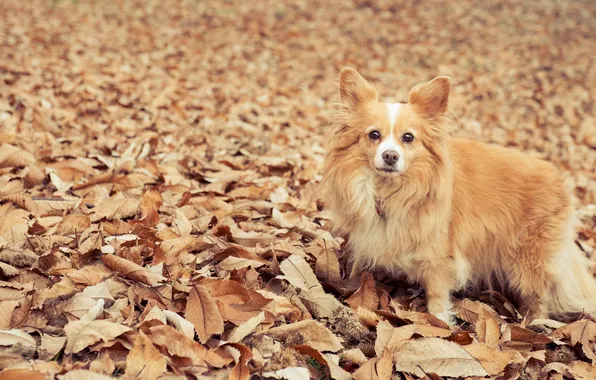 Картинка глаза, листья, Собака, eyes, dog, leaves