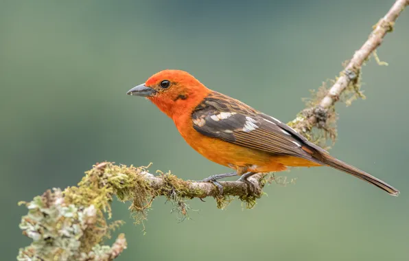 Картинка макро, птица, ветка, размытый фон, кусочки мха, colored tanager natire