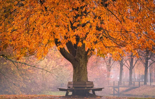 Осень, мостик, скамья, дерво, Golden Autumn