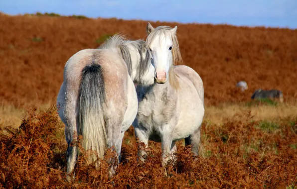 Love, field, horses, couple