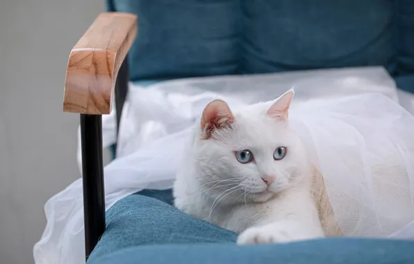 Кошка, кот, взгляд, морда, кресло, ткань, лежит, белая