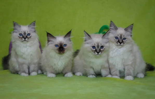 Взгляд, поза, котенок, котята, котёнок, малыши, милашки, зеленый фон