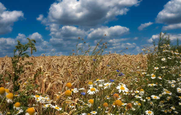 Картинка пшеница, поле, лето, цветы, ромашки, васильки