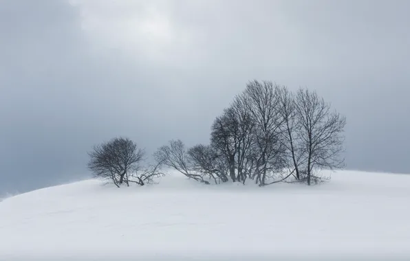 Зима, снег, деревья, природа, туман