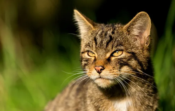 Глаза, взгляд, морда, размытость, дикая кошка, Шотландская, The Scottish Wildcat