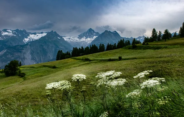 Зелень, поле, лес, облака, снег, цветы, горы, туман