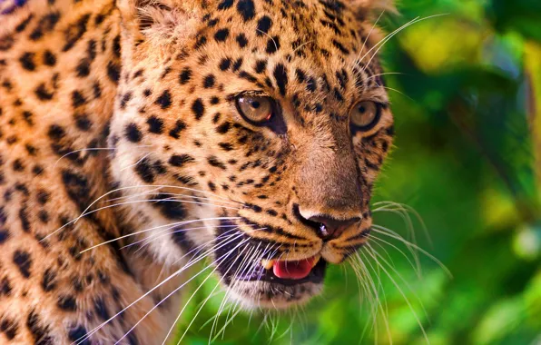 Картинка усы, взгляд, морда, леопард, профиль, leopard, большая пятнистая кошка, panthera pardus