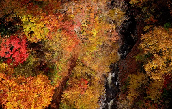 Картинка осень, лес, деревья, ручей, красота