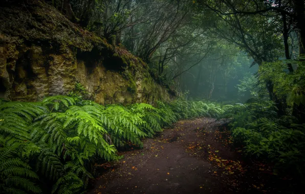 Дорога, лес, природа