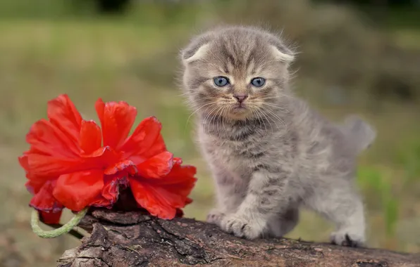 Кошка, цветок, взгляд, красный, поза, котенок, серый, мак