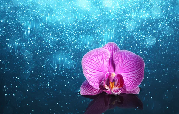 Картинка цветок, орхидея, блестящий фон