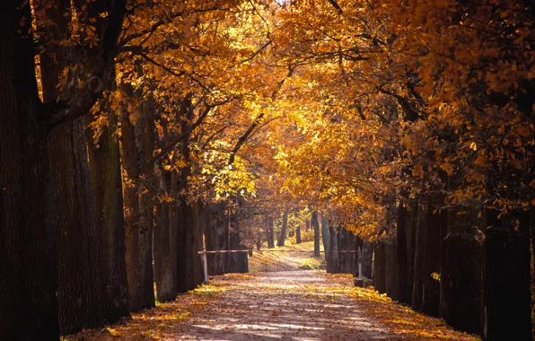 Осень, листья, деревья, парк, colorful, аллея, nature, park
