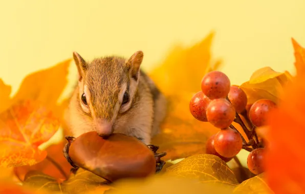 Картинка осень, листья, ягоды, веточка, орех, бурундук
