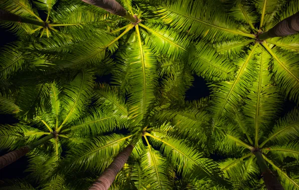 Листья, пальмы, фон, green, кроны, background, leaves, palms