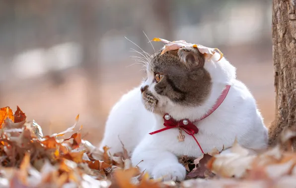 Осень, кошка, белый, кот, природа, листок, лежит, профиль