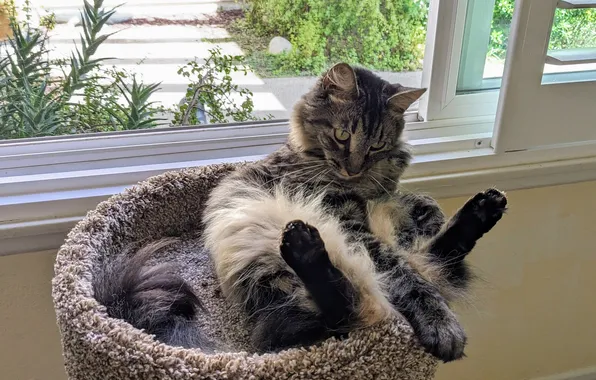 Кошка, кот, лапки, окно, лежанка