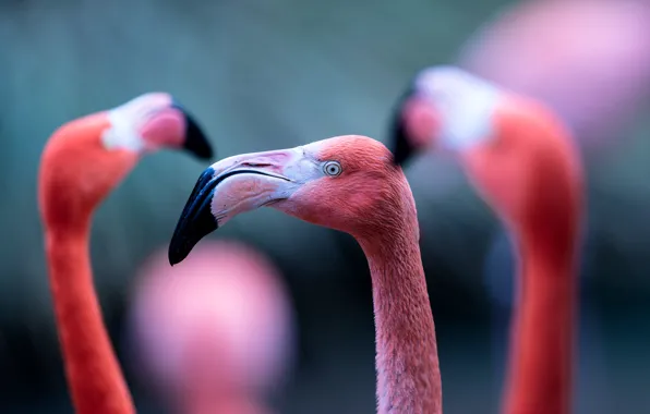 Макро, птицы, фламинго