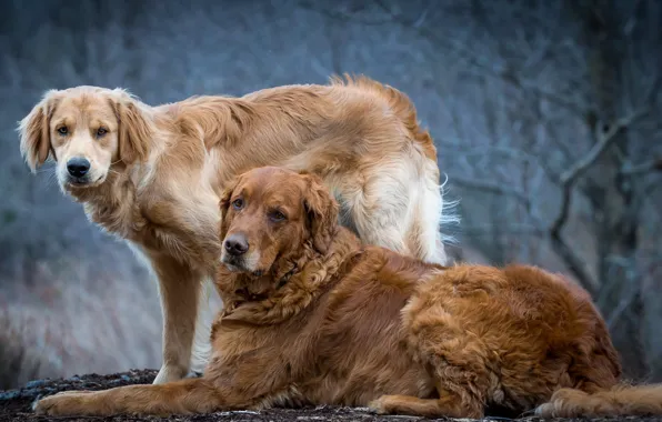 Фон, друг, собака