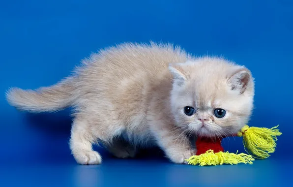 Кошка, взгляд, фон