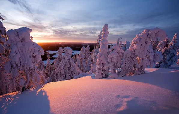 Картинка зима, снег, деревья, природа, фото, дерево, пейзажи, ель