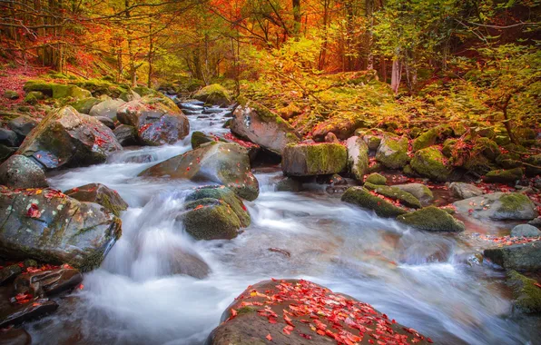 Осень, лес, природа, река