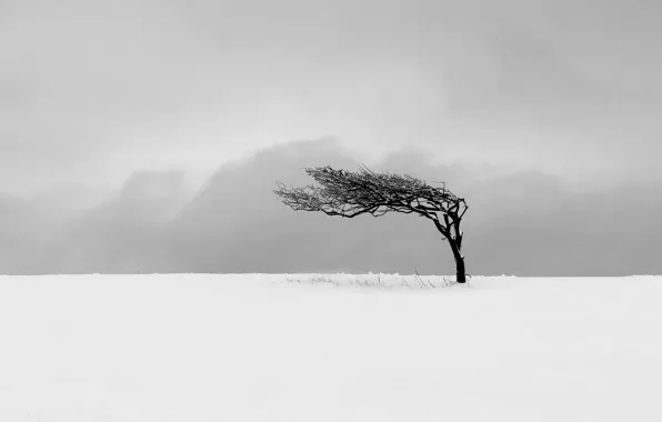 Картинка поле, снег, дерево