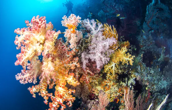 Картинка море, рыбки, кораллы, силуэт, аквалангист, подводный мир