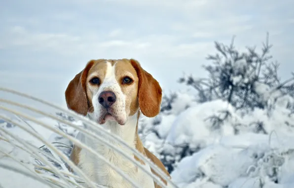 Картинка зима, собака, бигль
