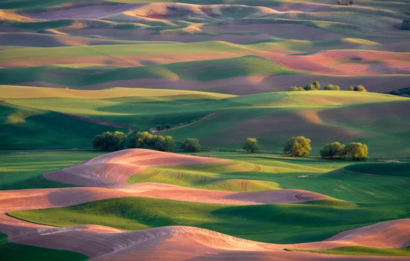 Поле, деревья, холмы, весна