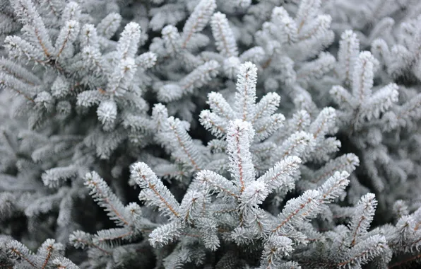 Зима, снег, елка, winter, snow, spruce, frost, fir tree