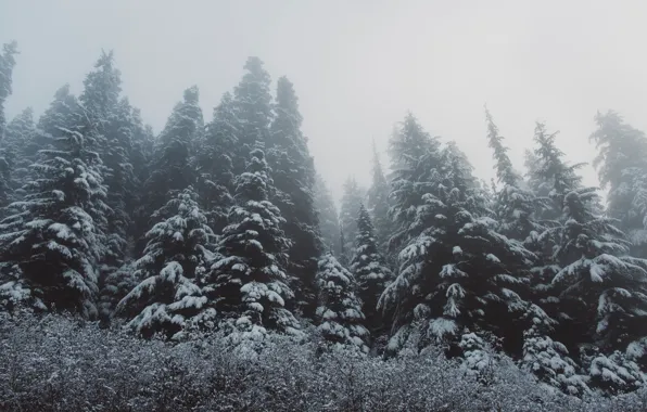 Зима, лес, снег, деревья, ёлки