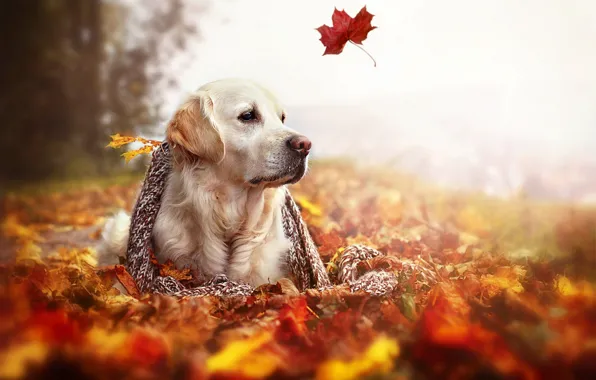 Картинка осень, листья, природа, собака, шарф, Золотой ретривер