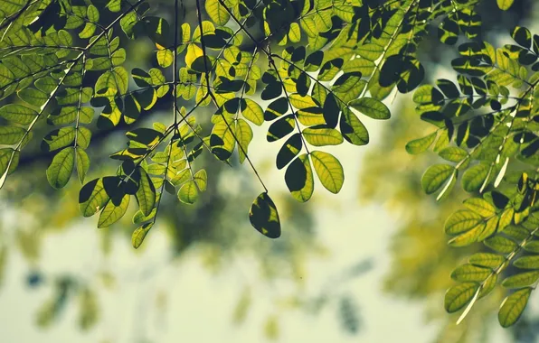 Картинка зелень, листья, макро, ветки, природа, фон, ветви, обои
