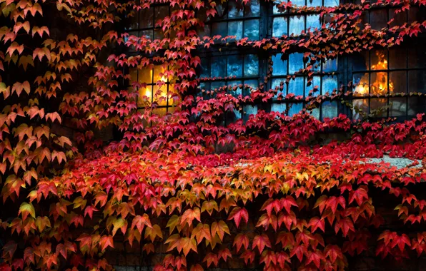 Листья, дом, окно, плющ