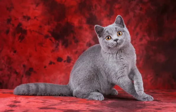 Кошка, кот, взгляд, поза, котенок, серый, котик, лапки