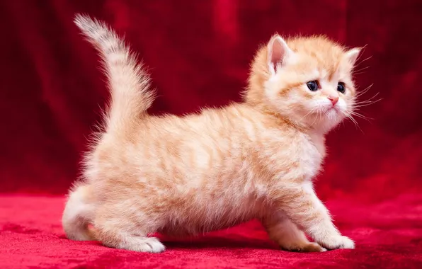 Кошка, взгляд, поза, котенок, малыш, рыжий, ткань, мордашка