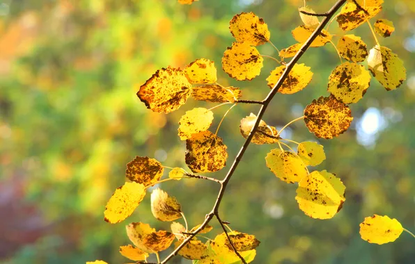 Autumn, leafs, fall, twig