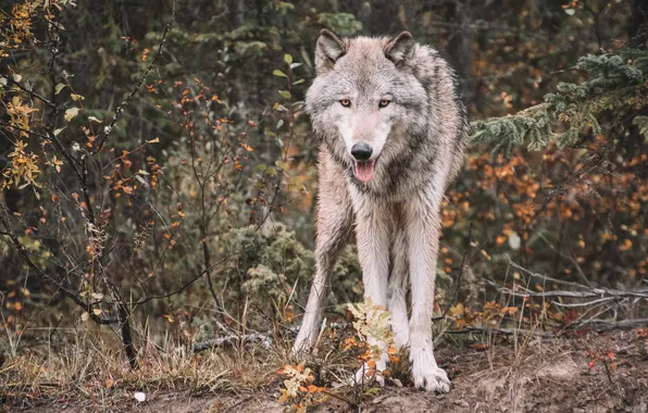 Nature, predator, animal, wolf, wildlife, portrait, portrait., Canis lupus. face