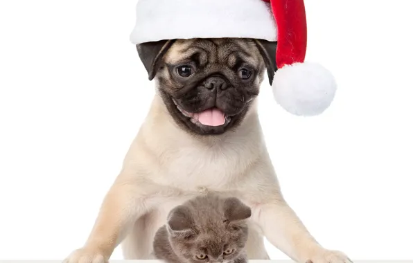 Котенок, собака, мопс, Новый год, Christmas, cat, dog, New Year
