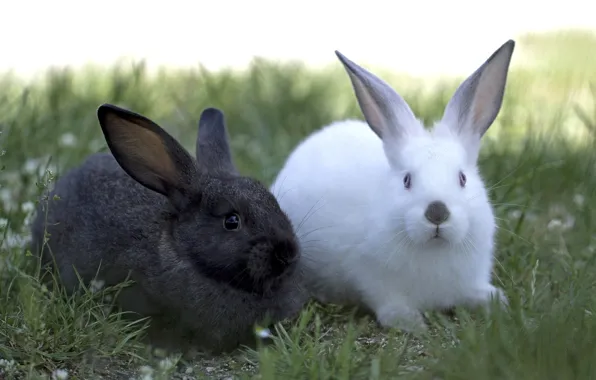 Белый, чёрный, пара, кролики