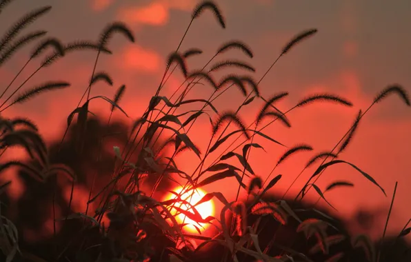 Картинка поле, трава, солнце, восход, колоски