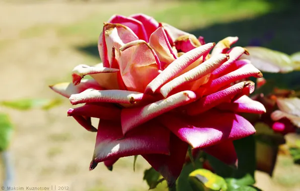 Макро, цветы, Роза, Rose, venitomusic, makro, Red rose